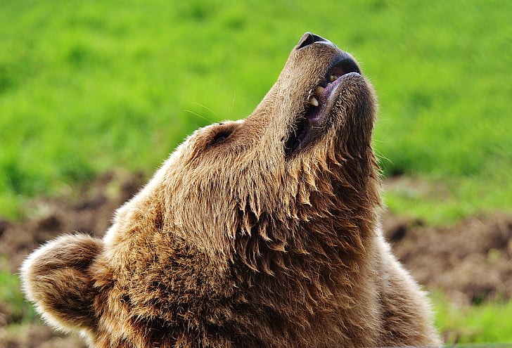 européenne des ours brun, animal sauvage, ours, dangereuses, monde animal, fourrure, nature