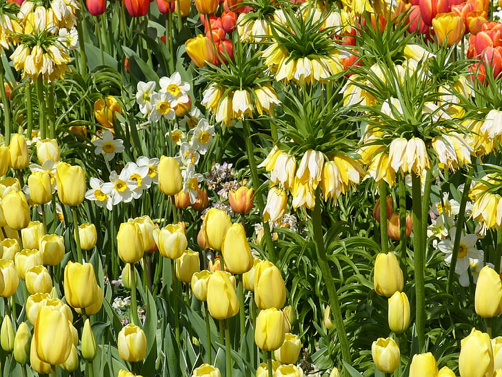 bloemen, lente, Park, bed, natuur, Bloom, Tulip