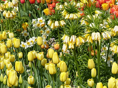 bunga, musim semi, Taman, tempat tidur, alam, mekar, Tulip