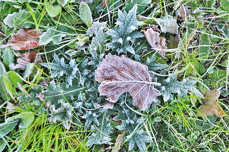 leaves, jelly, winter, plant, nature, frost, gel