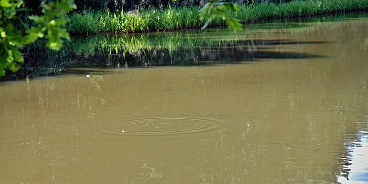 pond, water, reeds, brown, circles, south bohemia