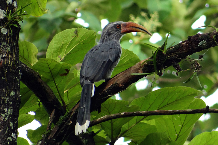 Malabar grijs neushoornvogel, Ocyceros griseus, neushoornvogel, endemisch, West-ghats, neushoornvogel reserve, dandeli