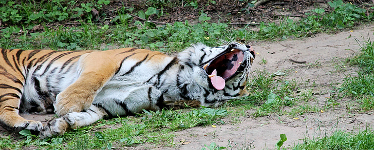 Tigre, gato grande, depredador, gato, peligrosos, gato montés, Majestic