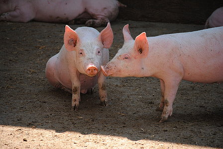 pig, sow, breeding, livestock, pig breeding, animal portrait