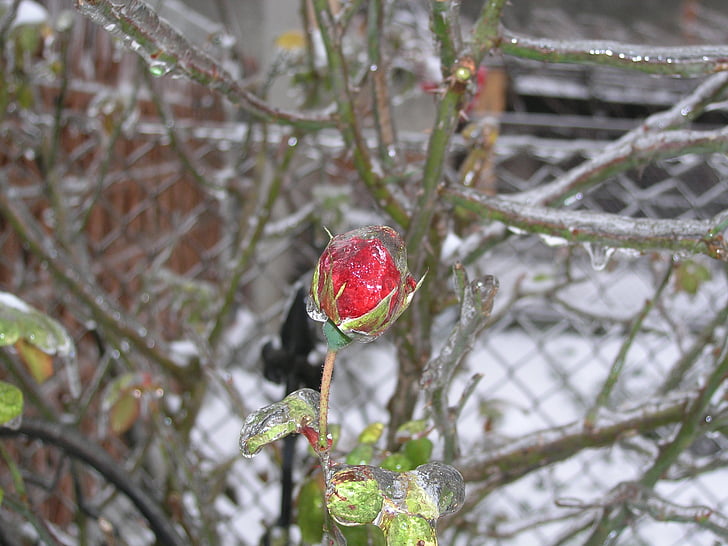 Ice rose, Róża, mróz, zimno, śnieg, lód, zimowe