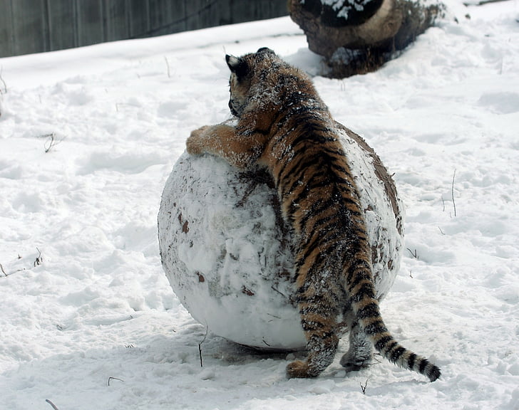 Tiger cub, sneh, zimné, Veľká mačka, snehová guľa, Predator, pruhy