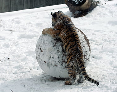 Tiger cub, sneeuw, winter, grote kat, sneeuwbal, Predator, strepen