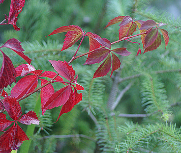 parthenocissus, wild wine, plant, clematis, autumn foliage, autumn, ornamental plants