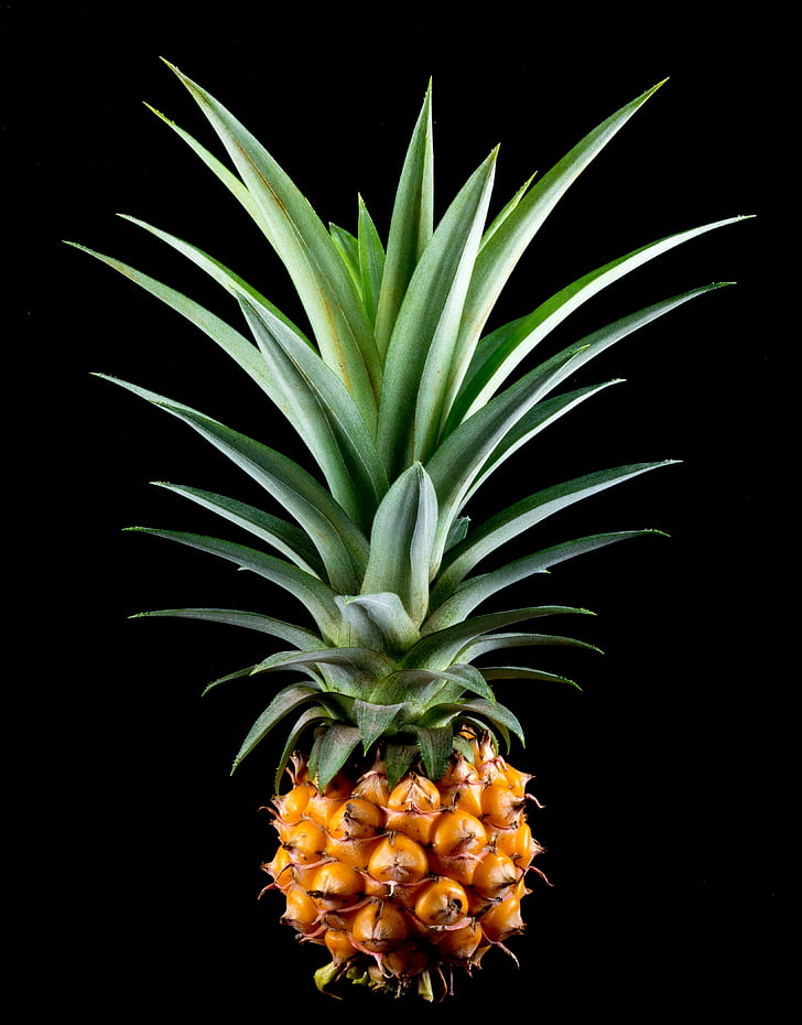 pineapple, small pineapple, fruit, tropical, delicious, food, freshness
