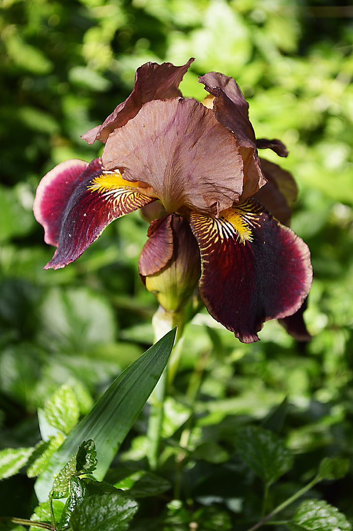 Iris, blomst, våren, natur, anlegget, blad
