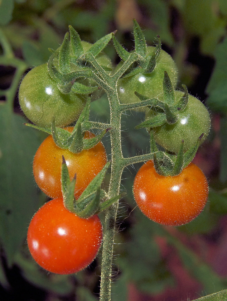 cà chua, màu đỏ, Anh đào, thực phẩm, khỏe mạnh, tươi, thực vật