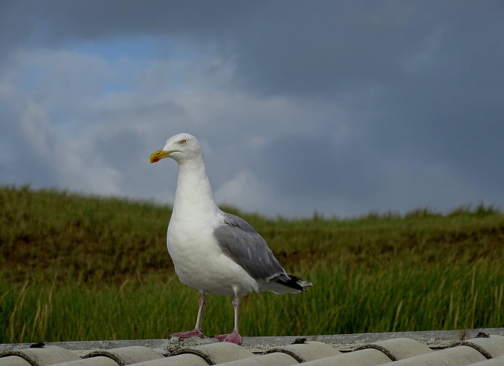 seagull, beach, roof, dune, north sea, sea, bird