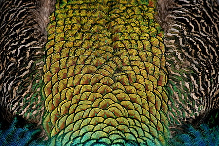 Peacock, vogel, veer, Kleur, kleurrijke, iriserende, Pauwenveren