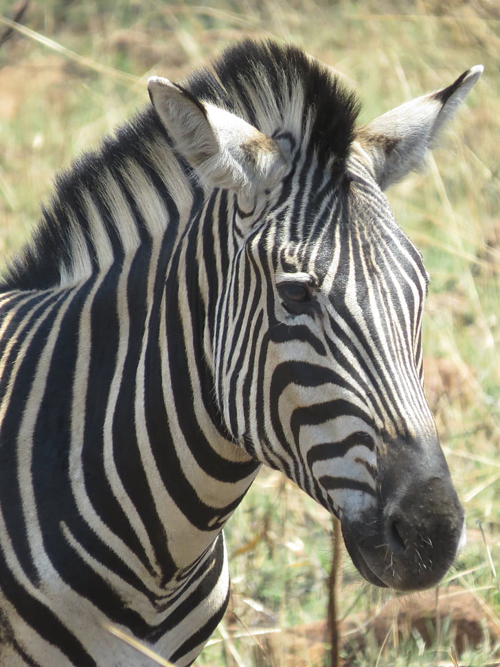 djur, Afrika, Zebra huvud