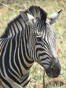 Tier, Afrika, Zebra-Kopf