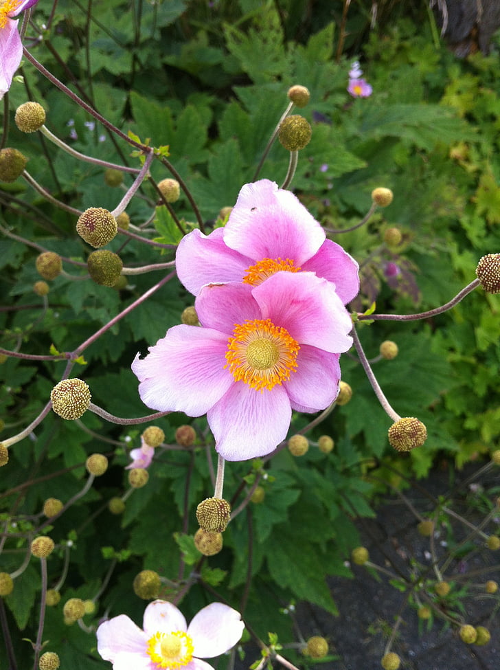 Anemone, natur, blomster