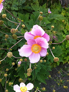 Anemone, Příroda, květiny