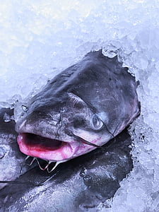 hal, jég, élelmiszer, friss, halászati, összetevő, hideg