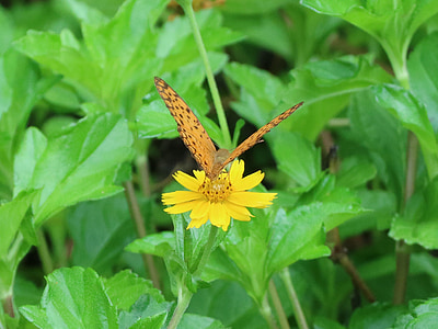 Schmetterling, annehmen von Honig, Blume, gelbe Blume, Quentin chong, Pollen