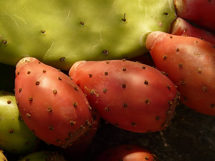 Figuera, cactus, figues, fruites, vermell, comestibles, planta