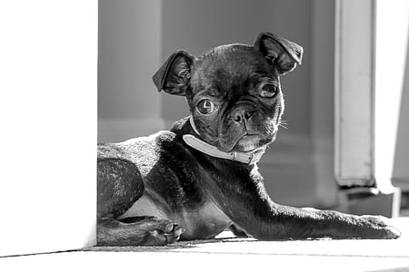 pug, boston terrier, cute, puppy, relaxing, dog, pets