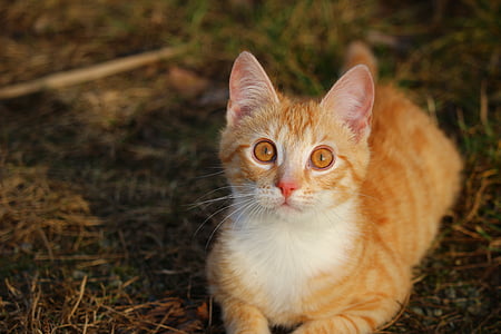 kucing, anak kucing, kucing merah makarel, kucing merah, kucing muda, ikan kembung, kucing domestik