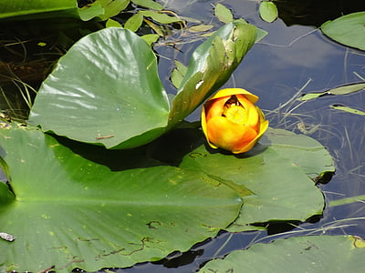 lily pad, lake, water, pond, water plants