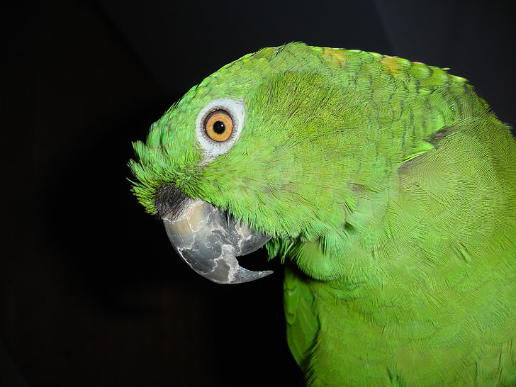 amazone sárga nyak, papagáj, Amazone, madár, zöld, állat, egzotikus