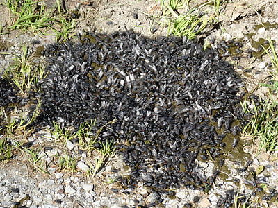 fliegenschwarm, cow dung, fly, insect