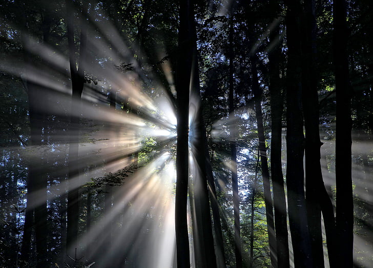 sun, rays, silhouette, trees, forest, cloud, tree