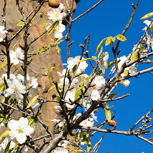 almond blossom, musim semi, musim semi kebangkitan, merah muda, alam, bunga, ranting berbunga