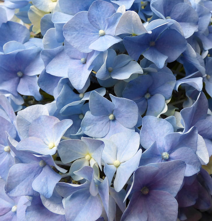Hortenzija, gėlės, mėlyna, Gamta, augalų, detalus vaizdas, lapų