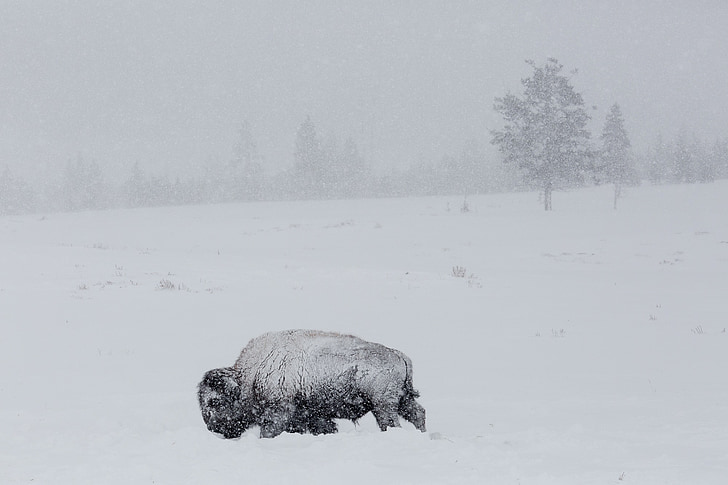 Bisó, búfal, neu, l'hivern, fred, vent, nord-americà