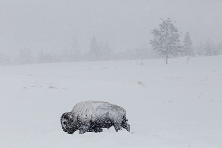 Bisonte, búfalo, nieve, invierno, frío, viento, American