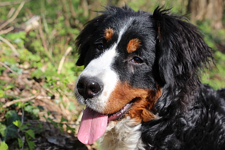 perro, perro de montaña de Bernese, animal, perro grande, naturaleza, familia, verde