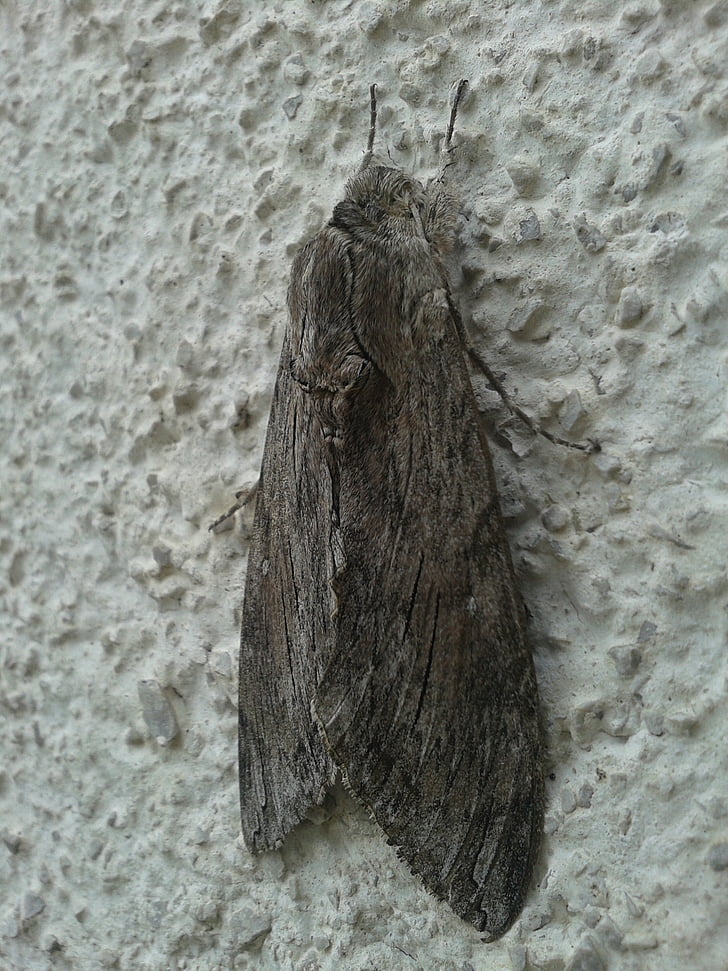 guincho hawk moth, borboleta, inseto, Agrius convolvuli