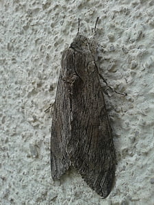 treuil hawk moth, papillon, insecte, Agrius convolvuli