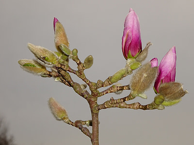 musim semi, Blossom, mekar, Bud, alam