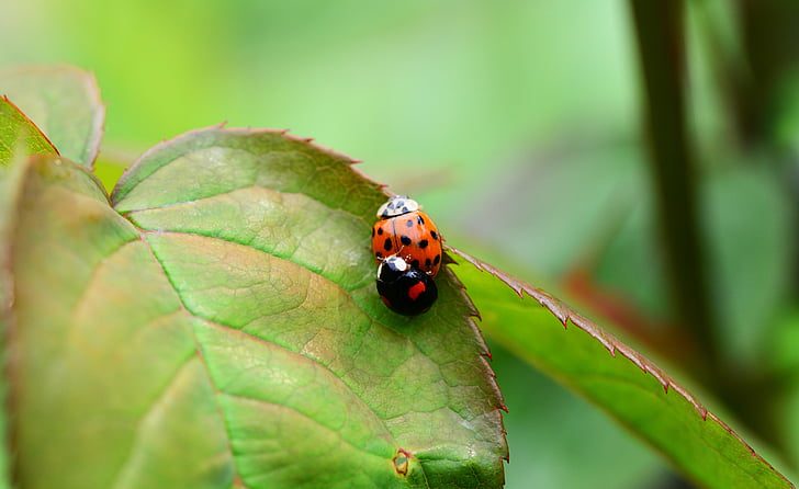Harlequin, parittelu, astutus, leppäkerttu, harmonia axyridis, leppäkerttu, Aasian lady beetle