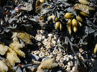 kelp, barnacles, shore, tide, pacific ocean, close-up, low tide