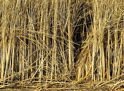 texture, background, reed, grass, structure, pattern, backgrounds