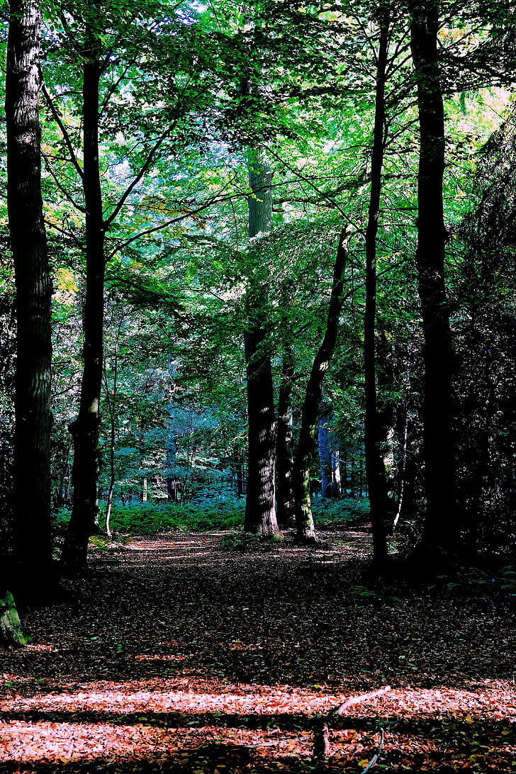 hutan, akhir musim panas, alam, Urach, daun, suasana hati, hijau