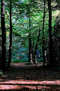 rừng, cuối mùa hè, Thiên nhiên, Urach, lá, tâm trạng, màu xanh lá cây