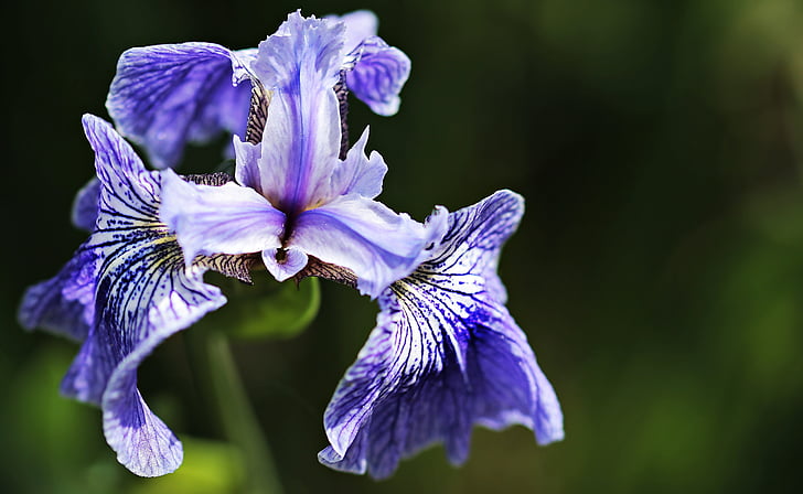 irisa, puķe, Flora, zila, zieds, Bloom, daba