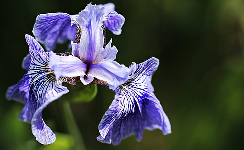 iris, flower, flora, blue, blossom, bloom, nature