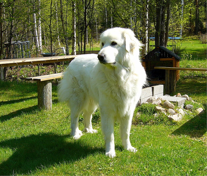 cão de montanha dos Pirinéus, grande Pirineus, canino, cão, raça, mamífero, atento