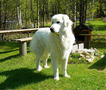 gos de muntanya dels Pirineus, gran dels Pirineus, canina, gos, raça, mamífer, atent