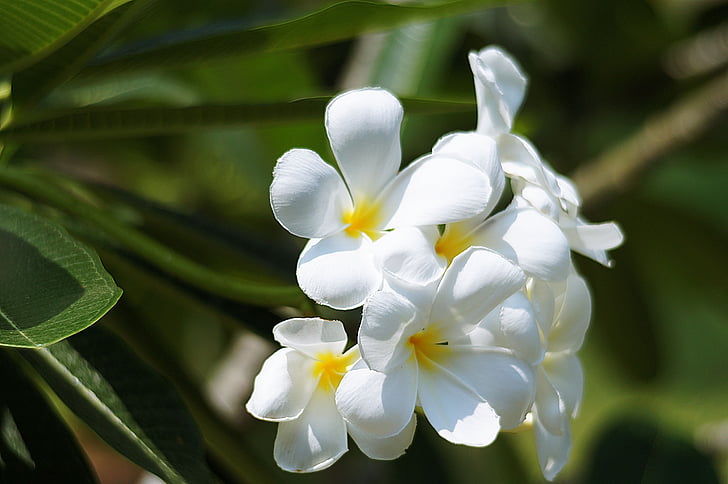 bloemen, wit, meer informatie, Cho, Open, natuur, plant