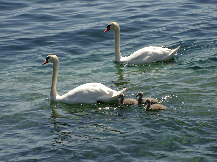 лебеди, патици, гъски, животни, патица семейство, езеро, вода
