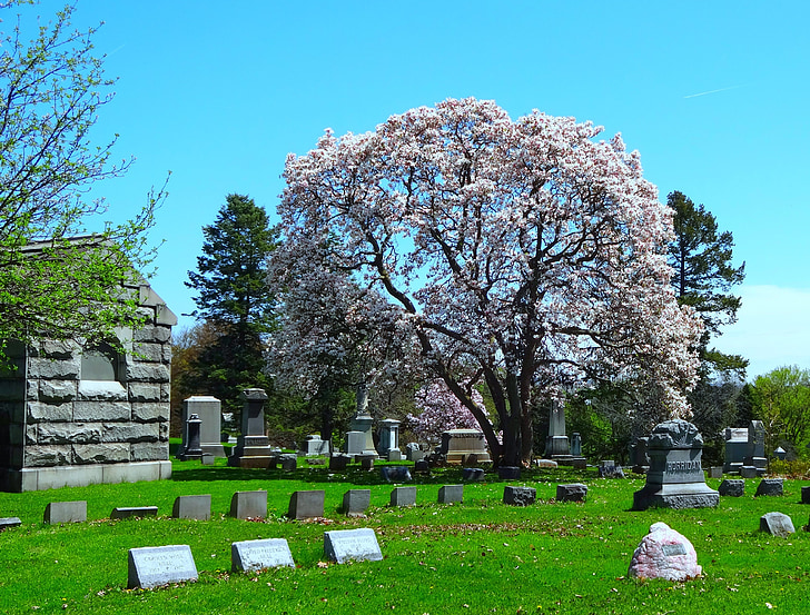 kirkegård, kirkegård, magnolia-træ, gravsten, gravsten, mausoleum, spooky